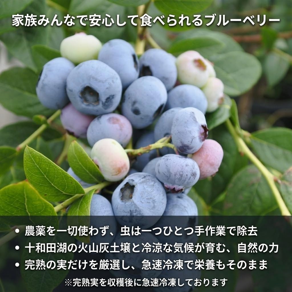 Amazon.co.jp: 【ふぞろい】秋田県産 無農薬 冷凍ブルーベリー 1kg